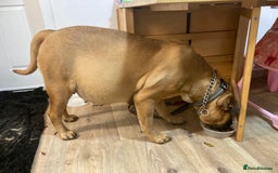 Bullmastiff dogs for sale: Bullmastiff puppies for sale - Image 2