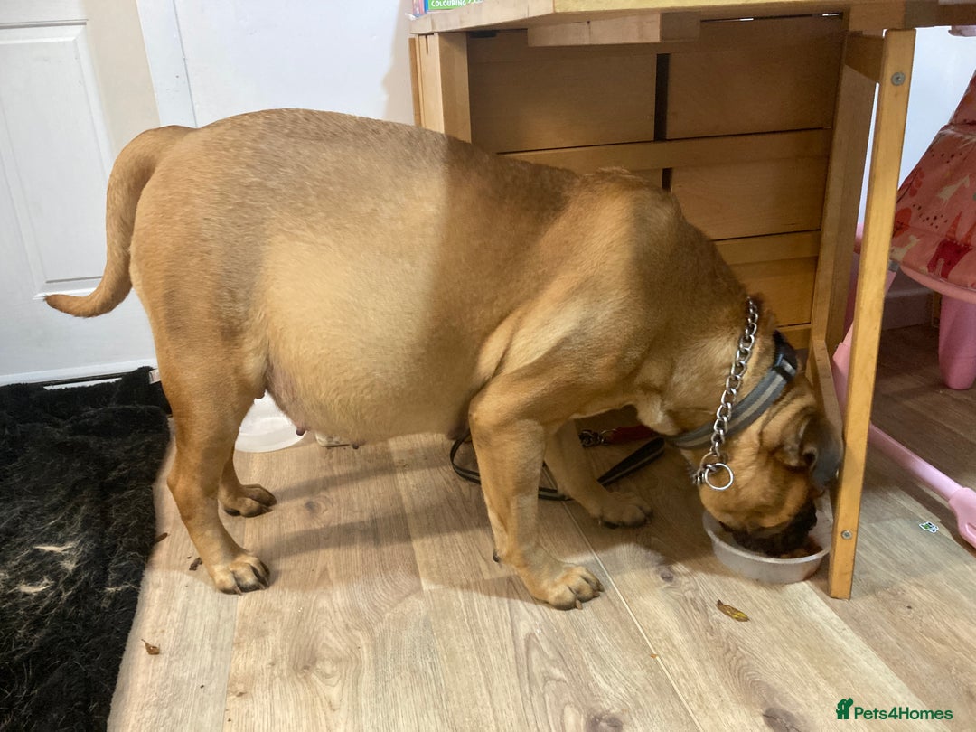 Bullmastiff dogs for sale: Bullmastiff puppies for sale - Image 2