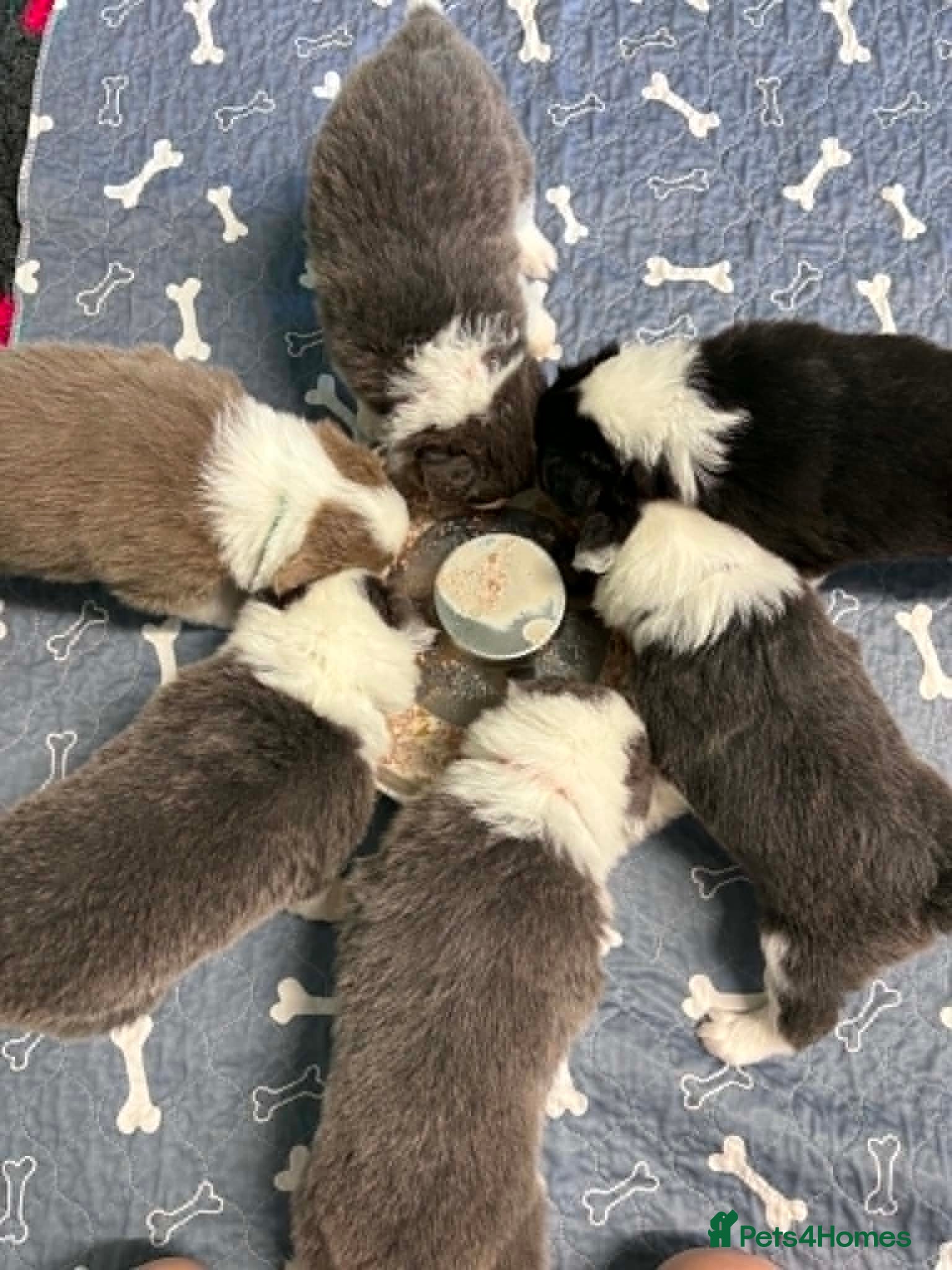 Border Collie dogs Outstanding Border Collie Puppies - Advert 2