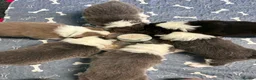 Border Collie dogs for sale: Outstanding Border Collie Puppies - Advert 9