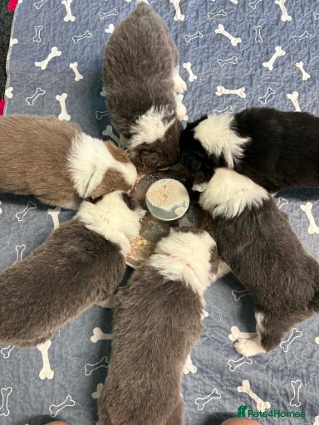 Border Collie dogs for sale: Outstanding Border Collie Puppies - Advert 2