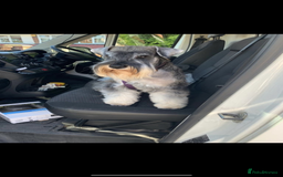Miniature Schnauzer dogs for sale: Bundles of joy - Image 10