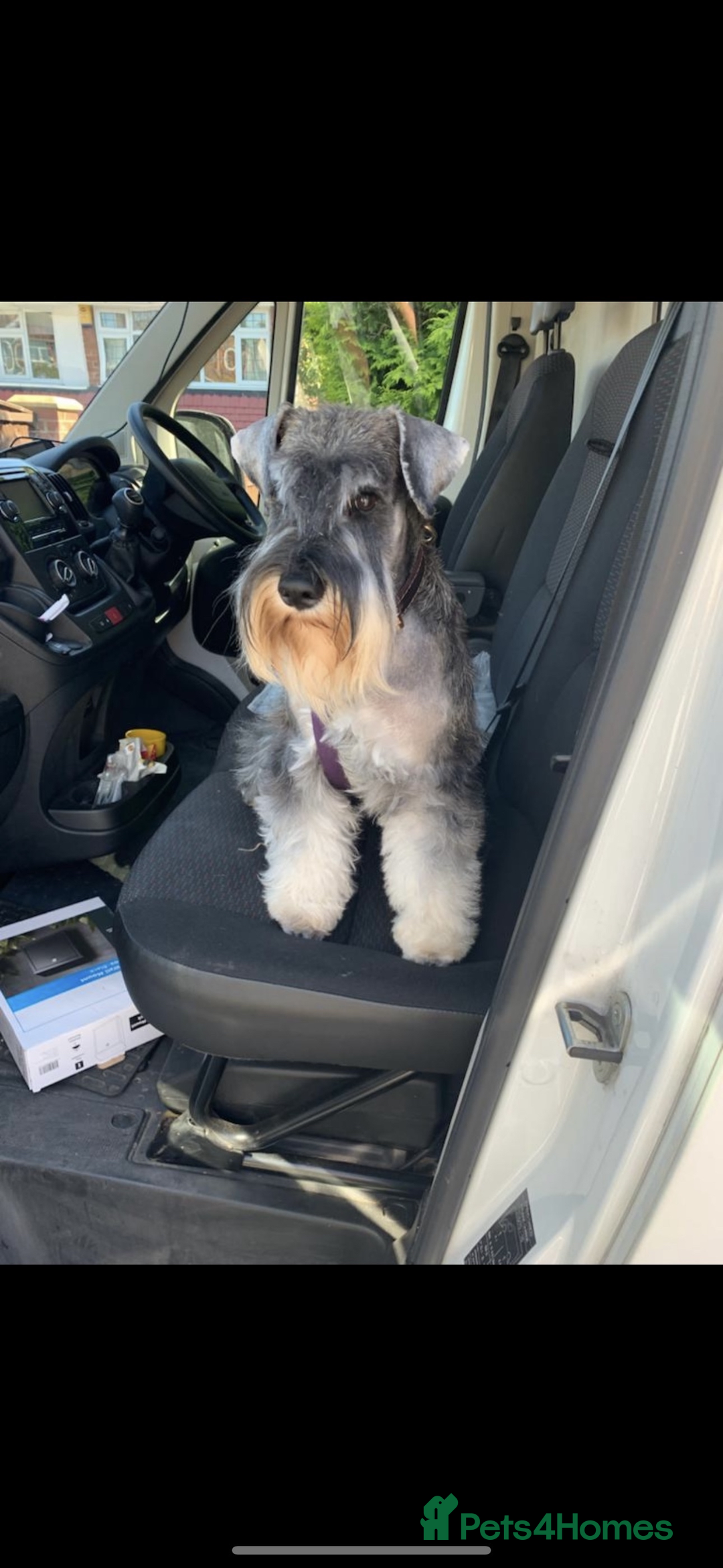 Miniature Schnauzer dogs for sale: Bundles of joy - Image 10