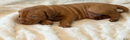 Hungarian Vizsla dogs for sale: Beautiful Hungarian Vizsla Puppies – 5⭐ Homes Only - Advert 4