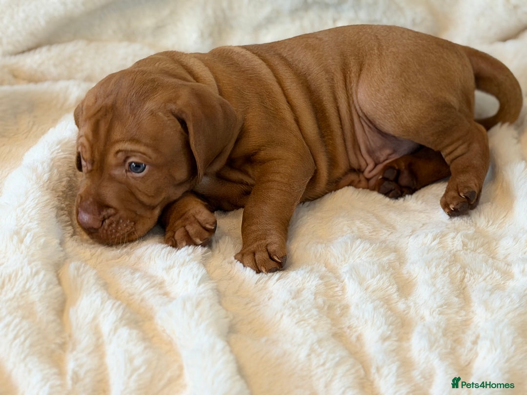 Hungarian Vizsla dogs for sale: Beautiful Hungarian Vizsla Puppies – 5⭐ Homes Only - Advert 4