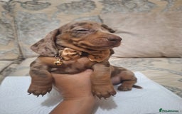 Miniature Dachshund dogs for sale: 5 miniature dachshund - Image 2