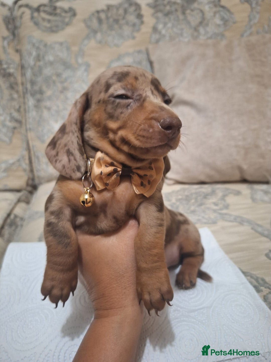 Miniature Dachshund dogs for sale: 5 miniature dachshund - Image 2