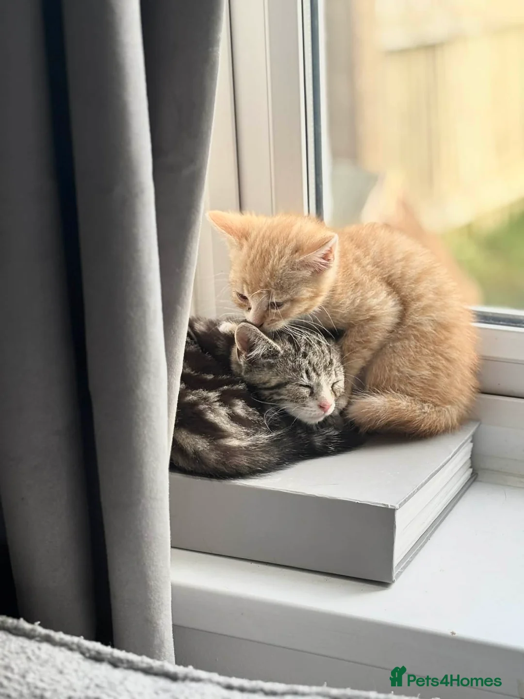 Mixed Breed cats for sale: Two gorgeous kittens up for sale  - Advert 1