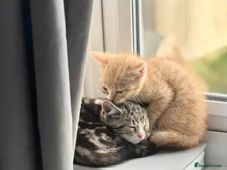 Mixed Breed cats Two gorgeous kittens up for sale - Advert 1