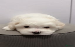 Maltese dogs for sale: 🐶 Adorable Male Maltese Puppies for Sale 🐾 - Image 3
