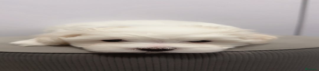 Maltese Puppy 2