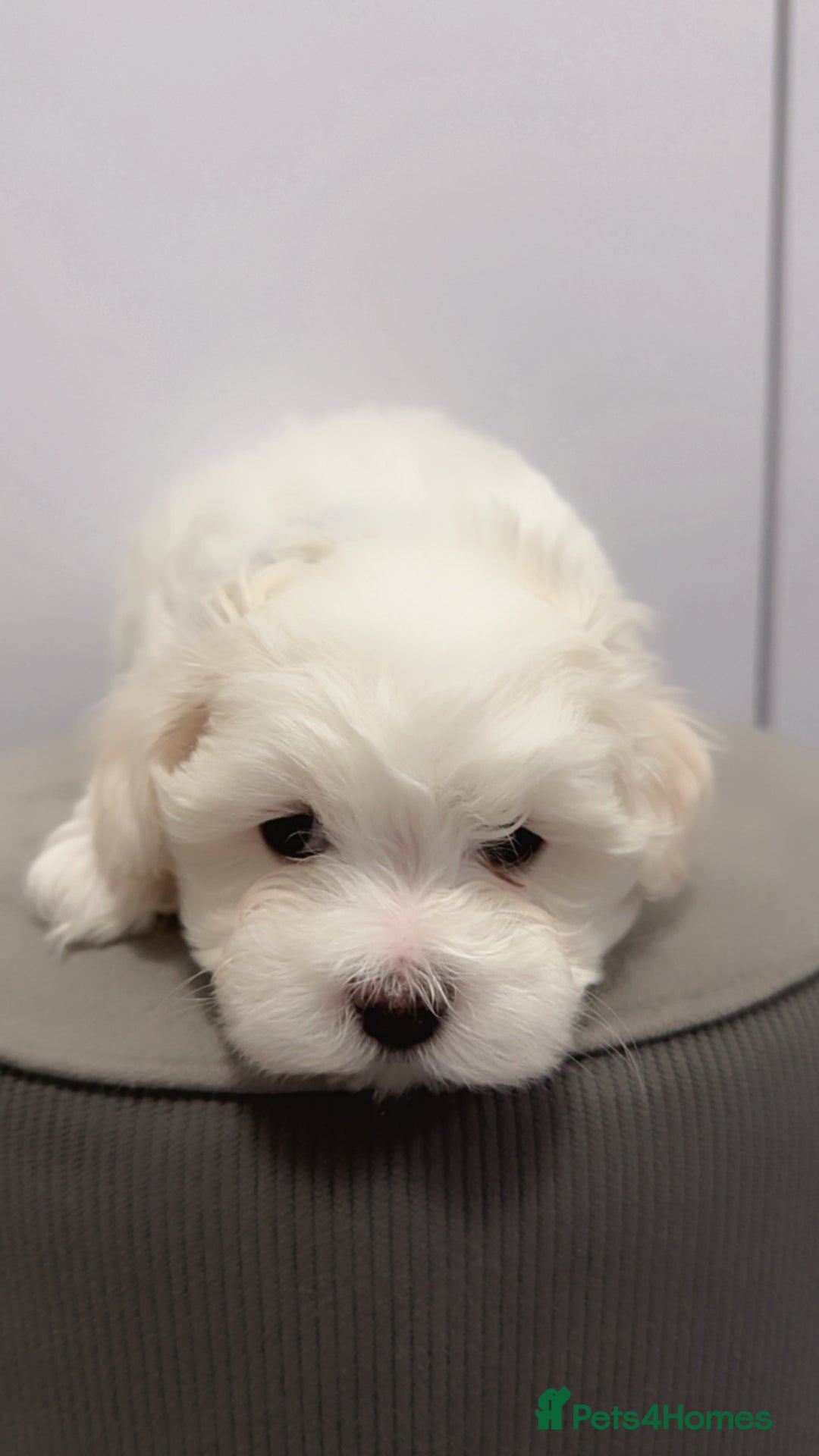 Maltese dogs for sale: 🐶 Adorable Male Maltese Puppies for Sale 🐾 - Image 3