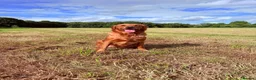 Golden Retriever dogs for sale: KC Registered Golden Retriever Puppies  - Advert 14