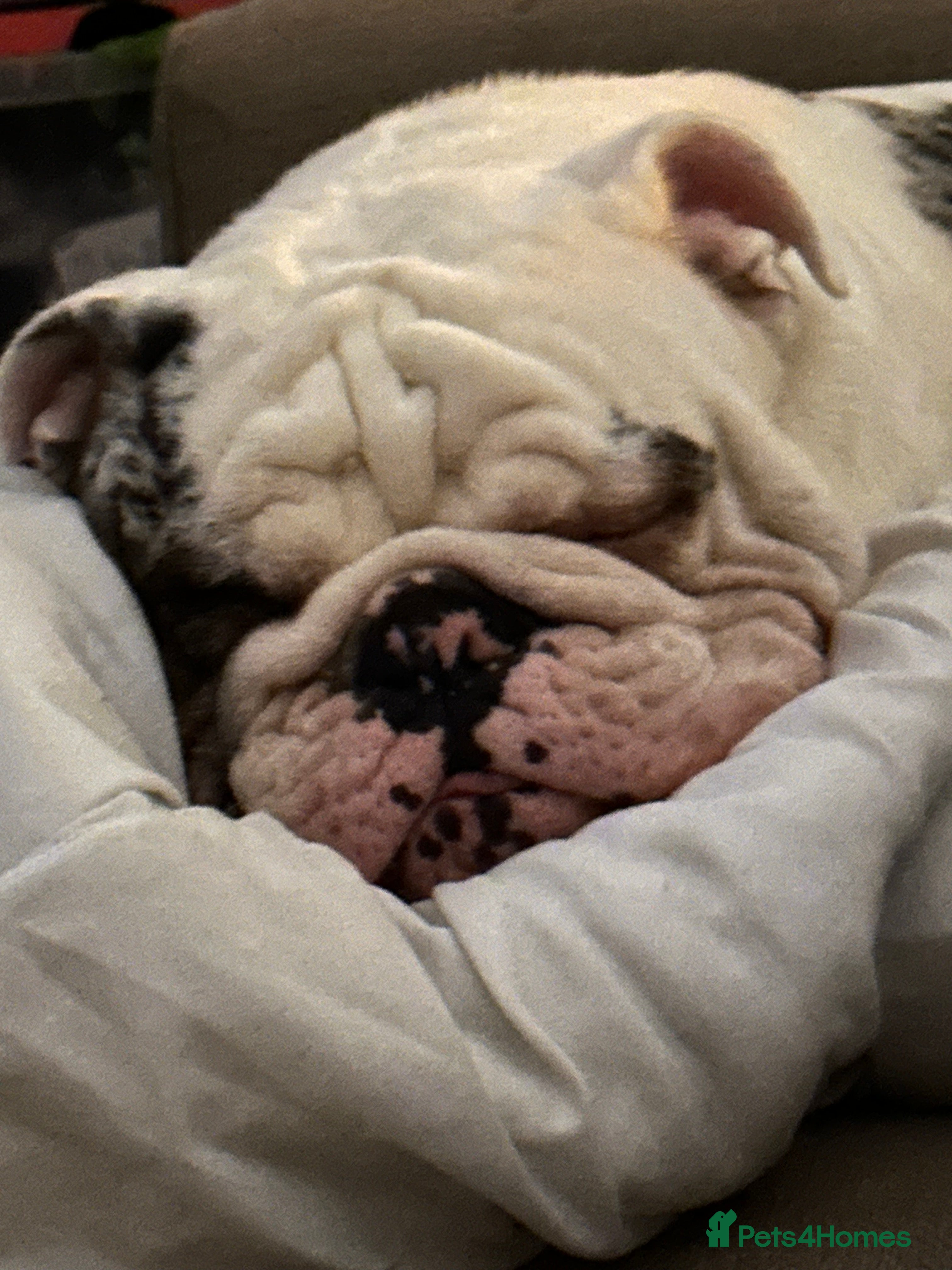 English Bulldog dogs Reggie looking for 5 star home  - Advert 9