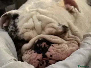 English Bulldog dogs Reggie looking for 5 star home - Advert 9