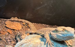 Bearded Dragon reptiles for sale: Bearded dragon! Zuko  - Image 9