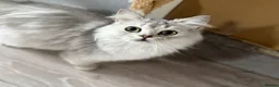 British Longhair cats for sale: Pure British Longhair Female  - Advert 4