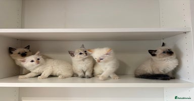 Ragamese cats - Advert 11
