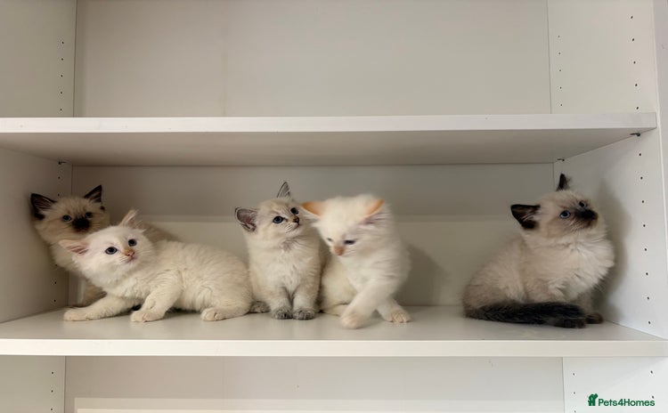 Ragamese cats - Advert 1