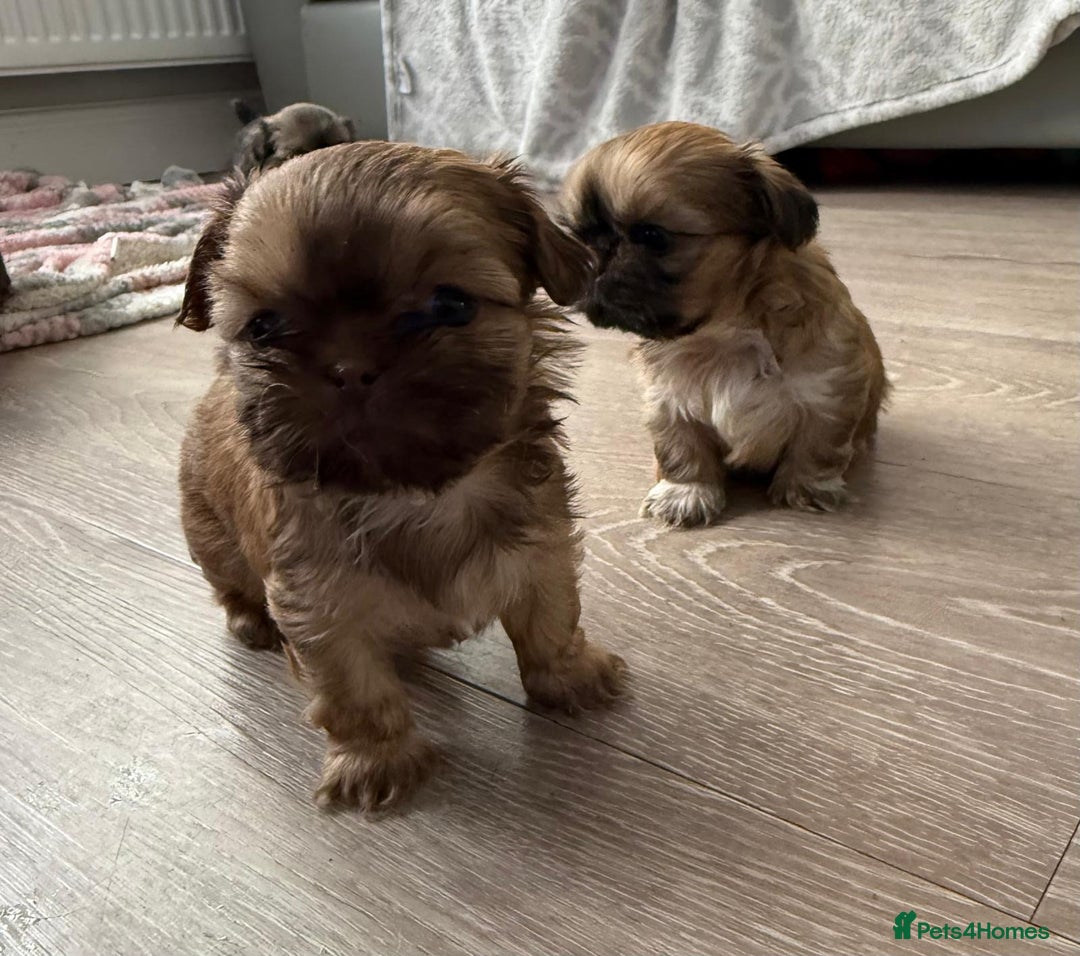 Shih Tzu dogs for sale: Pedigree imperial Shih Tzu puppies  - Advert 5