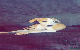 Mixed Breed dogs for sale: Saluki greyhound  - Image 1