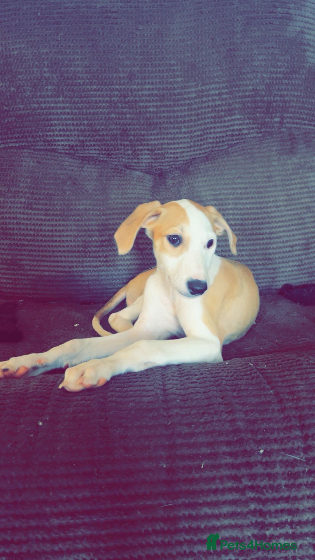Mixed Breed dogs for sale: Saluki greyhound  - Image 1