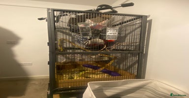 Rat rodents - Advert 8