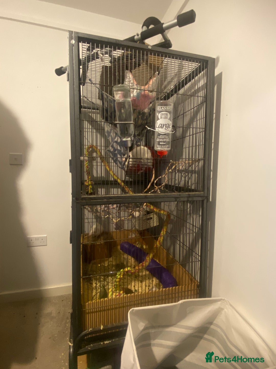 Rat rodents for sale: Rats and Cage - Image 2