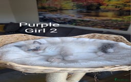 Ragdoll cats for sale: VERY BEAUTIFUL RAGDOLL KITTENS  - Image 4