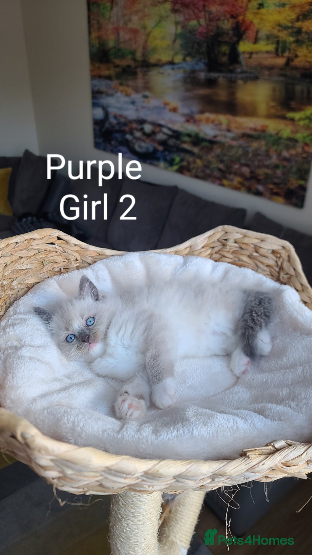 Ragdoll cats for sale: VERY BEAUTIFUL RAGDOLL KITTENS  - Image 4