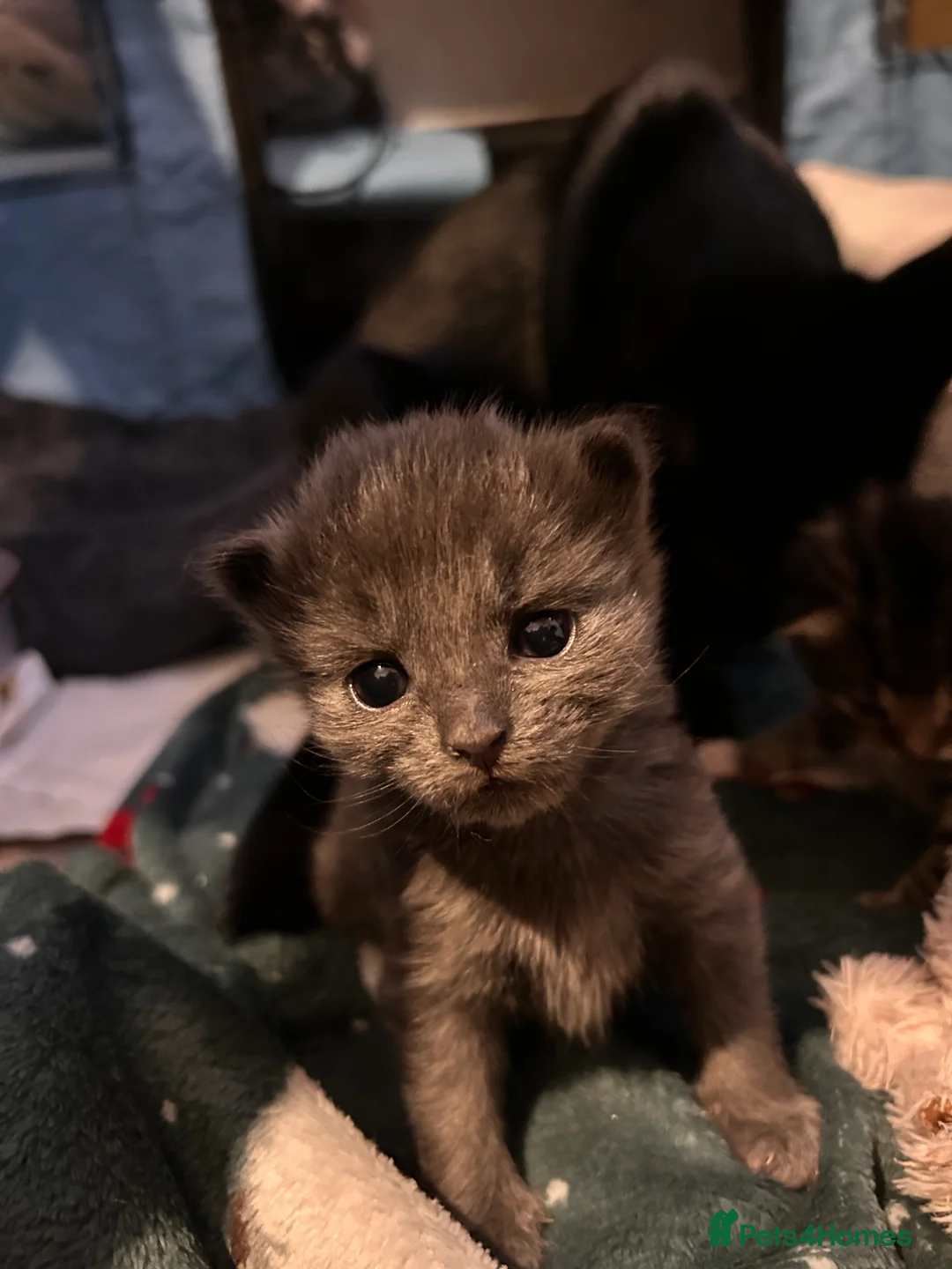 Mixed Breed cats for sale: Black Calico Tabby X American Wirehair Tabby - Advert 7