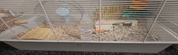 Hamster rodents for sale: Syrian hamster with set up - Advert 7