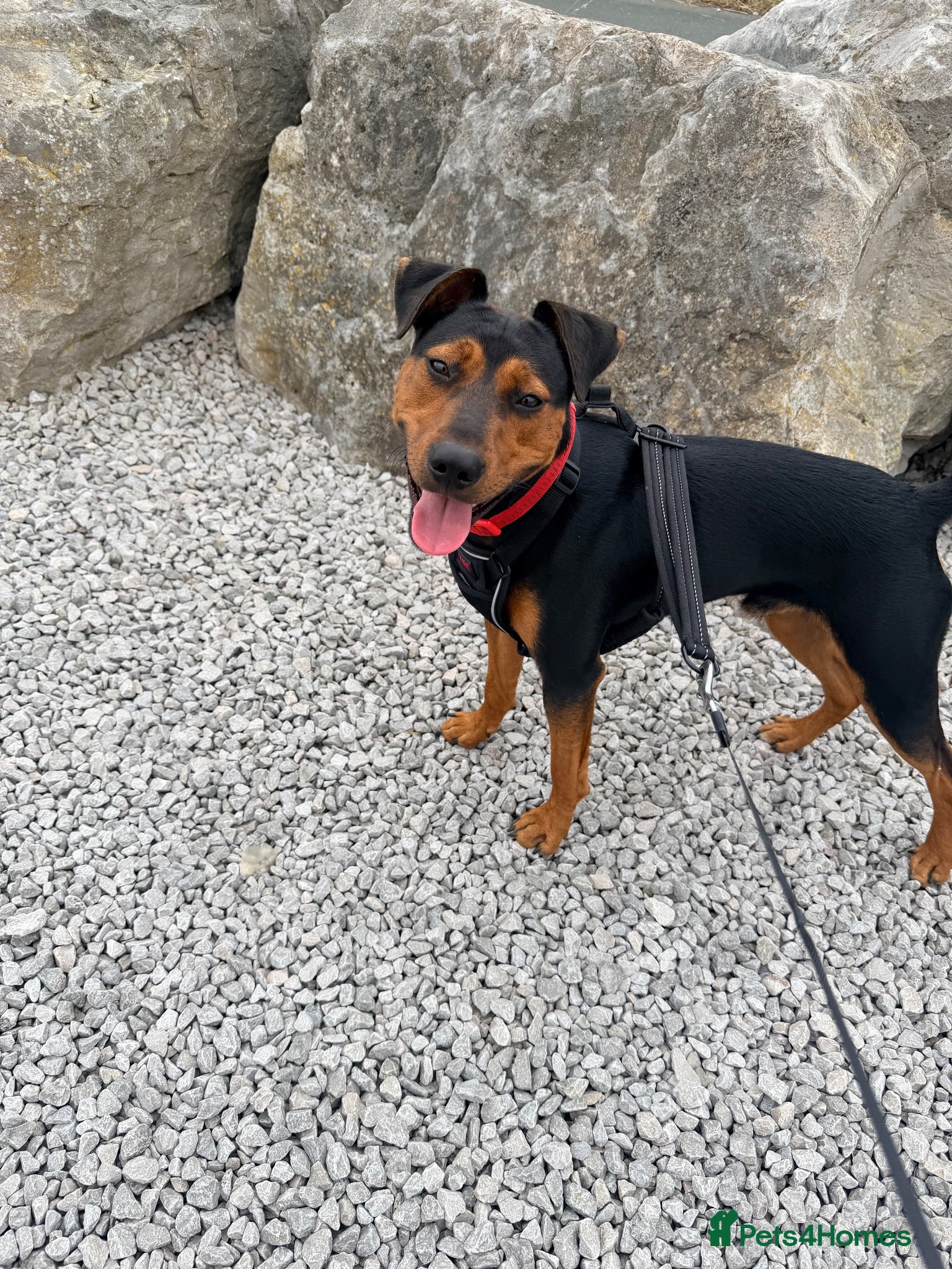 Mixed Breed dogs Puppy for rehome - Advert 1