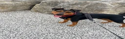 Mixed Breed dogs for sale: Puppy for rehome - Advert 1