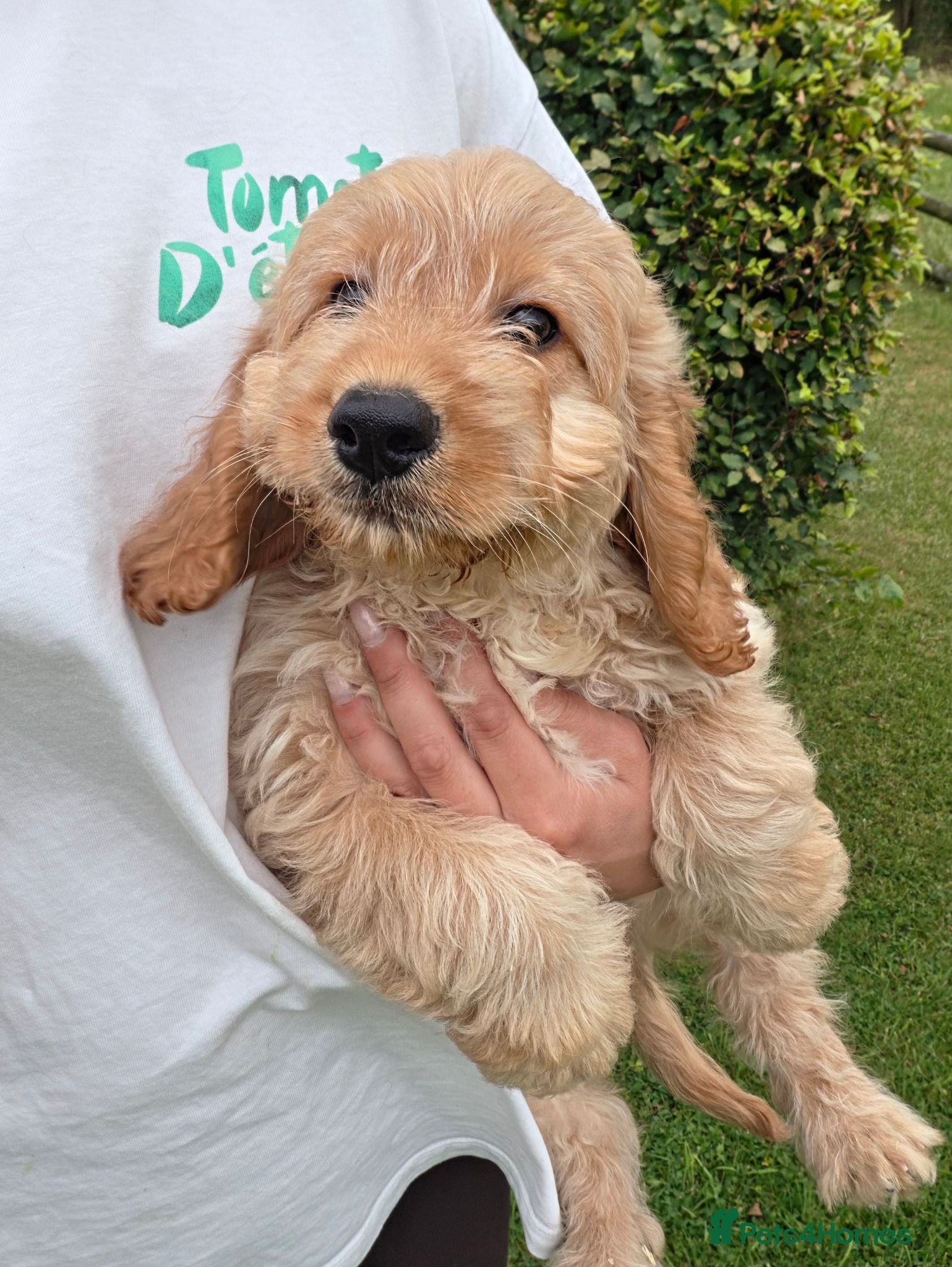 Cockapoo dogs F1 Fox red Miniature Cockapoo puppies - Advert 13