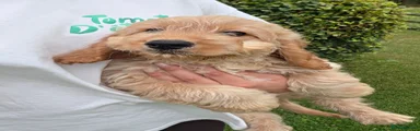 Cockapoo 1