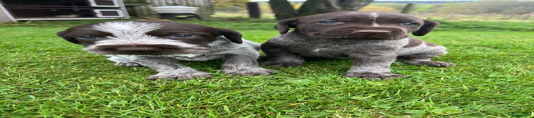 German Wirehaired Pointer Puppy 4