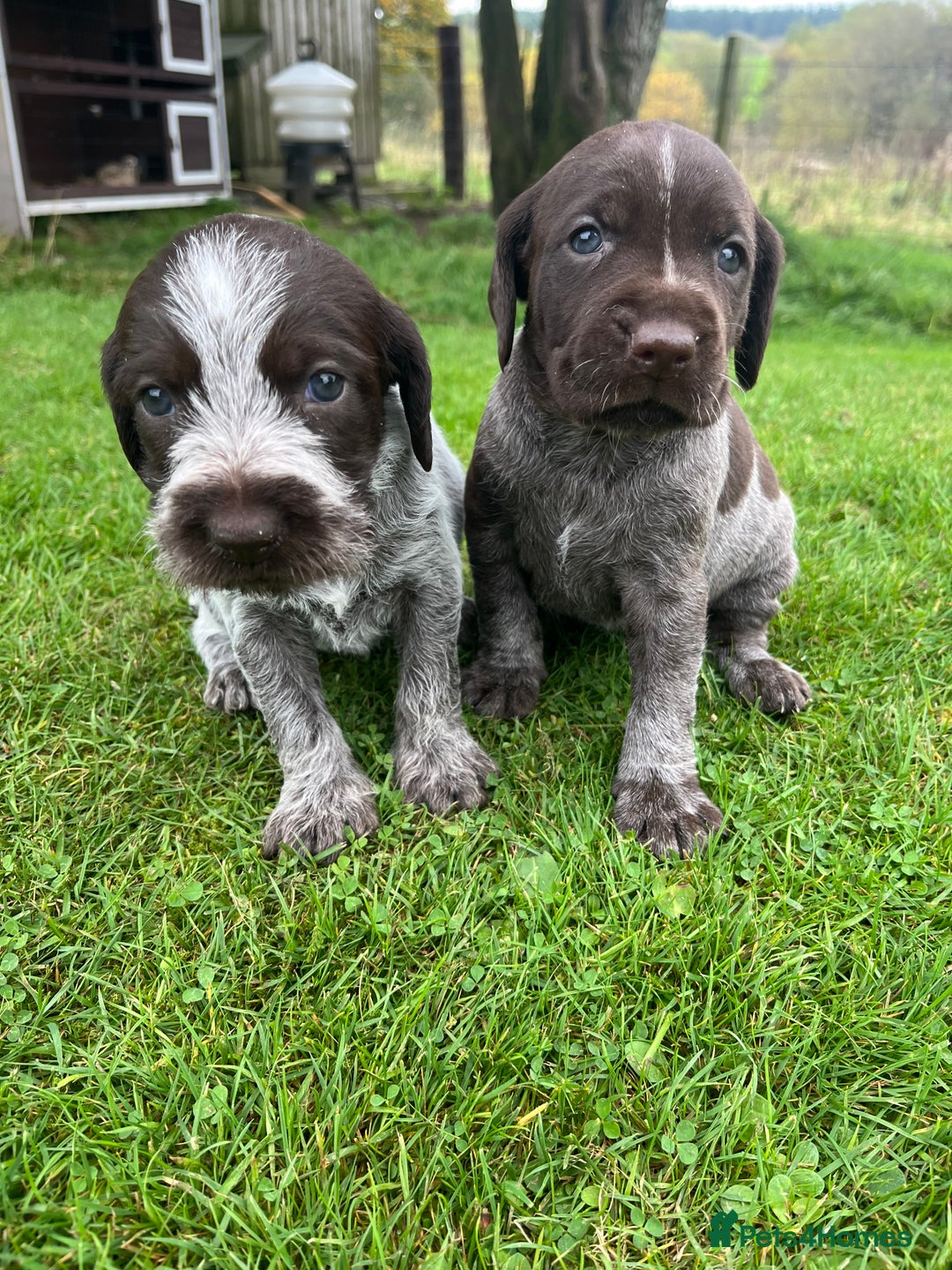 German Wirehaired Pointer dogs for sale: German wiredhaired pointers  - Image 2