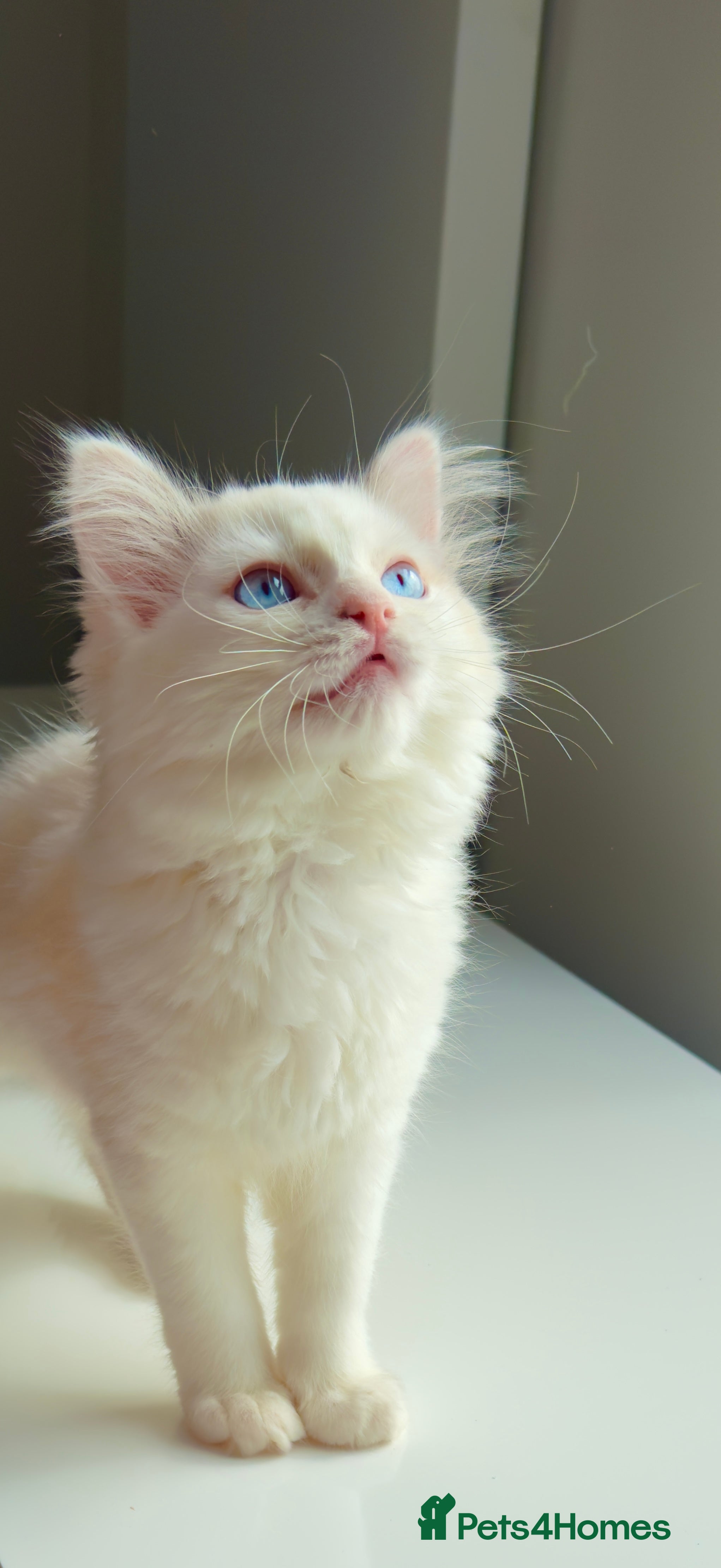 Ragdoll cats Pure blue eyes Ragdoll 🔥  - Advert 3