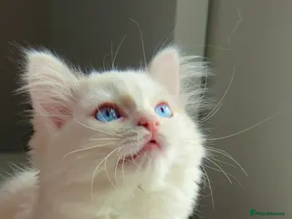 Ragdoll cats Pure blue eyes Ragdoll 🔥 - Advert 3