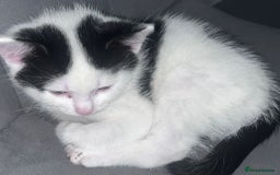 Mixed Breed cats for sale: Kittens  - Image 3