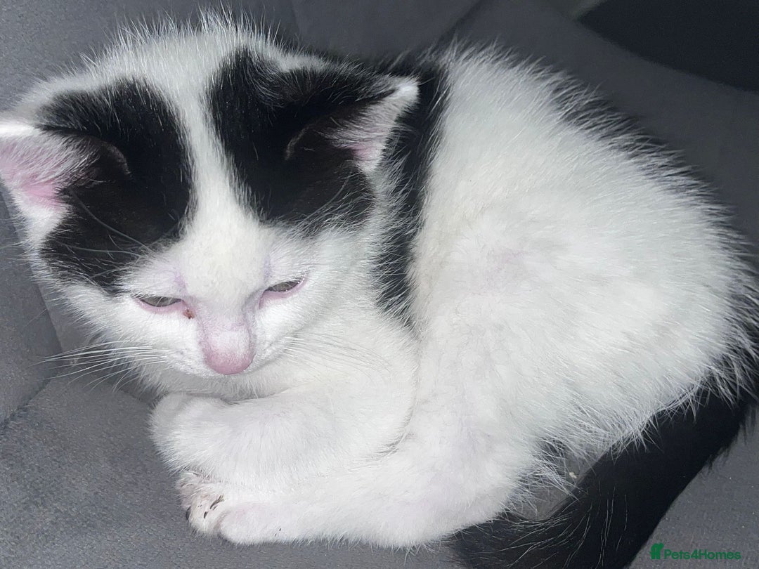 Mixed Breed cats for sale: Kittens  - Image 3