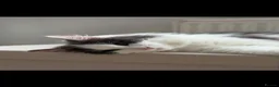 Mixed Breed cats for sale: 3 beautiful kittens for sale  - Advert 9