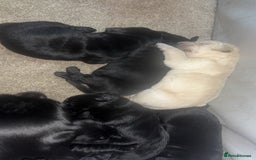 Goldador dogs for sale: Beautiful chunky goldador puppies  - Image 5