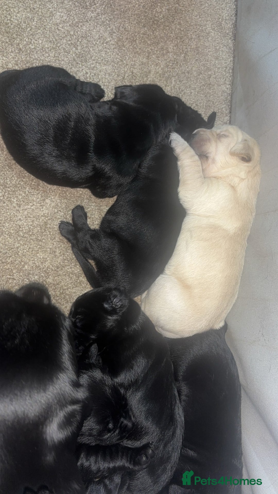 Goldador dogs for sale: Beautiful chunky goldador puppies  - Image 5