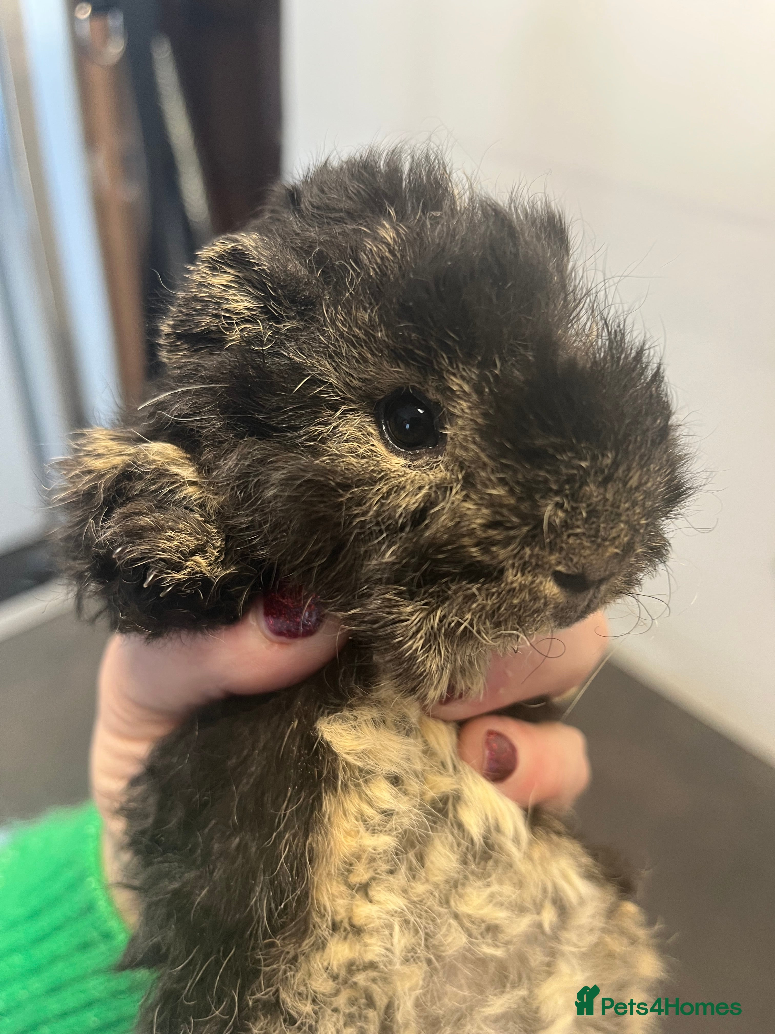 Guinea Pig rodents Pure bred guinea pigs looking for new homes - Advert 6