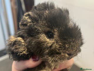 Guinea Pig rodents Pure bred guinea pigs looking for new homes - Advert 4