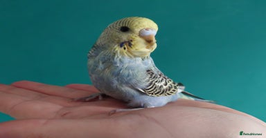 Budgerigars birds - Advert 3