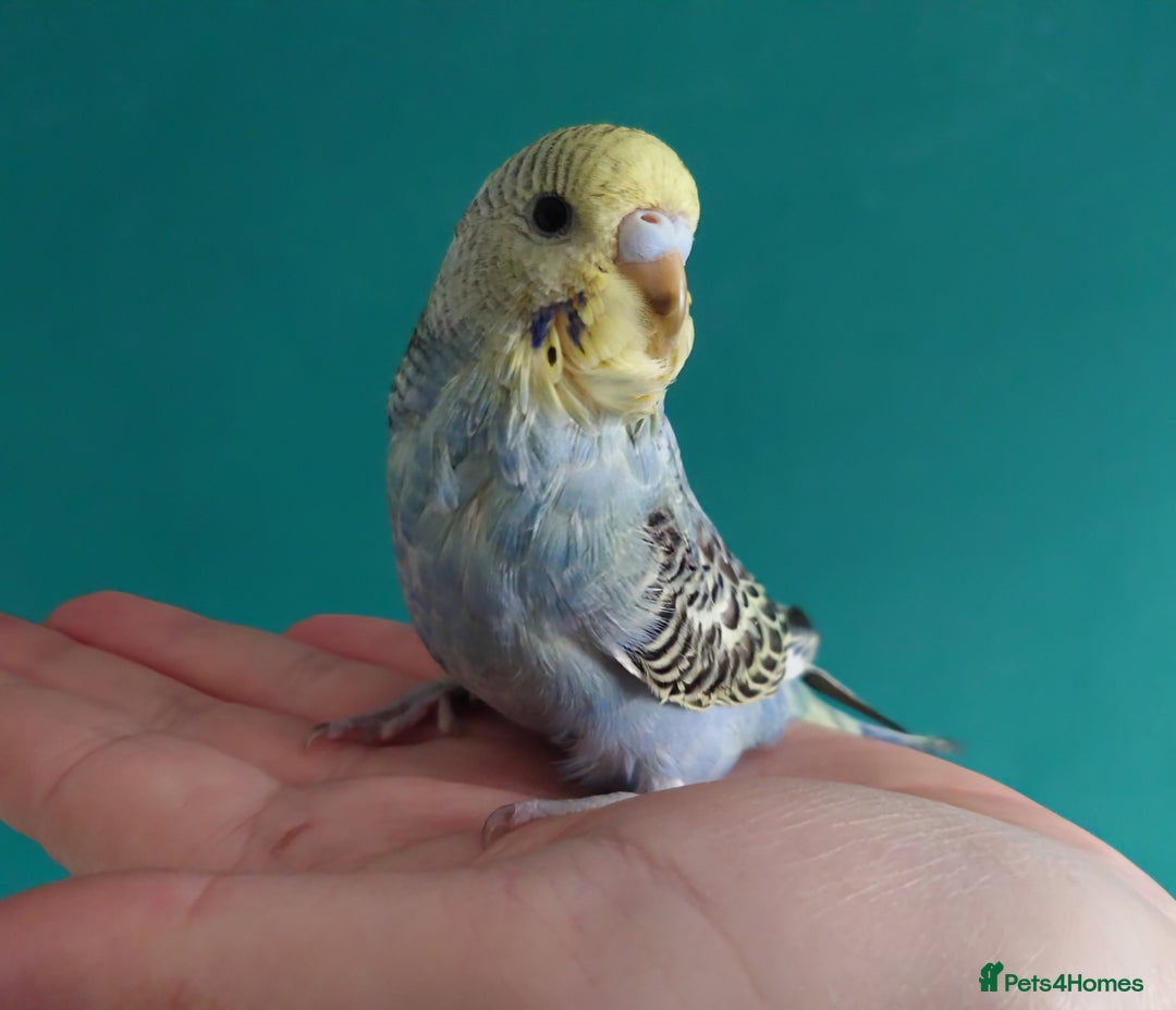 Budgerigars birds for sale: Budgies for sale  - Image 3