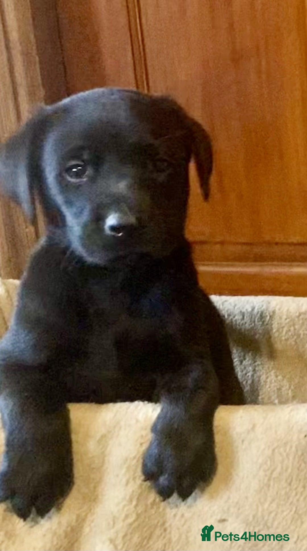 Labrador Retriever dogs for sale: Beautiful Black/yellow/foxred puppies! - Image 3